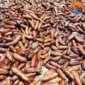 Chuối hột rừng Tây Bắc chín ngâm rượu loại 1, phơi khô từ chuối hột, hạt rừng tươi, quả chín cây tự nhiên, bóc vỏ phơi nắng. 
