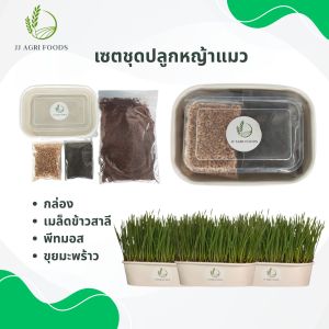 ชุดหญ้าแมวพร้อมปลูก ต้นอ่อนข้าวสาลี Cat grass DIY set