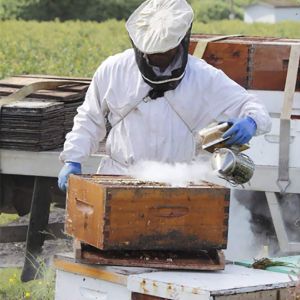 Alat lebah panen madu apis cerana apis melifera alat smoker mesin smoker asap lebah bee smoker original