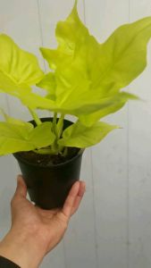 SOV Philodendron Warscewiczii Aurea Flavum  Ariod Indoor Plant Rare Plant Unique Plant Real Live PlantPokok Hidup