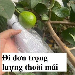 Xốp Bọc Ổi Loại 15Cm Loại Dầy Lồng Sẵn (xốp-thun- Bọc)