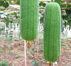 (HẠT GIỐNG NHẬP KHẨU) Hạt giống mướp hương ngắn siêu quả nhập khẩu hàng nội địa Trung - Hoang My food and beauty