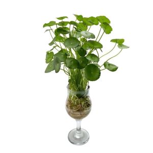ต้นแว่นแก้ว (จำนวน 1 ช่อ ) สามารถเลี้ยงน้ำได้ ความยาวช่อ ประมาณ 15 cm ต้นไม้น้ำ ต้นไม้ แว่นแก้ว