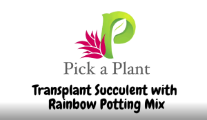 [Potting Medium] 500ml Rainbox Mix Succulent Potting Medium (Soil)