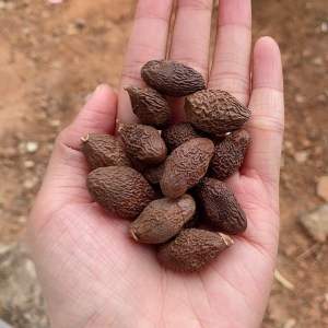 เม็ดสำรอง บรรจุ 1 กิโลกรัม