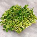 Hạt Giống Rau Cải Xoong Xanh - Ngon Giòn - Cải Xoong Mỹ. 