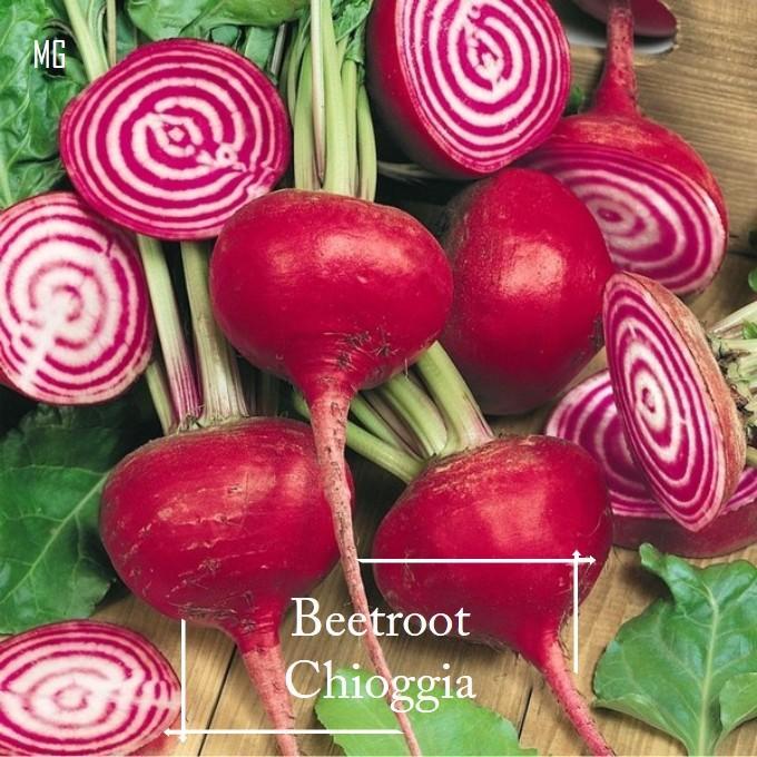 *Rare* Organic Beetroot Chioggia Seeds - 20 Seed *Pot Friendly* Tanam ...