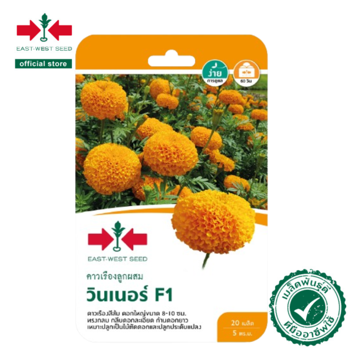 6 อันดับ เมล็ดพันธุ์ดาวเรือง ยี่ห้อไหนดี? อัปเดตปี 2025