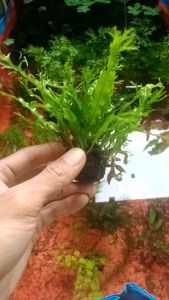 Kadaka Wind Love: Tanaman Aquatik Berkualitas Tinggi