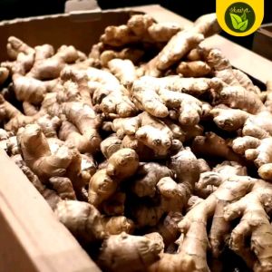 1 bulb seed for planting luya ginger herb
