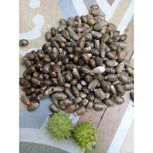 Biji kaliki atau jarak merah paket isi 30