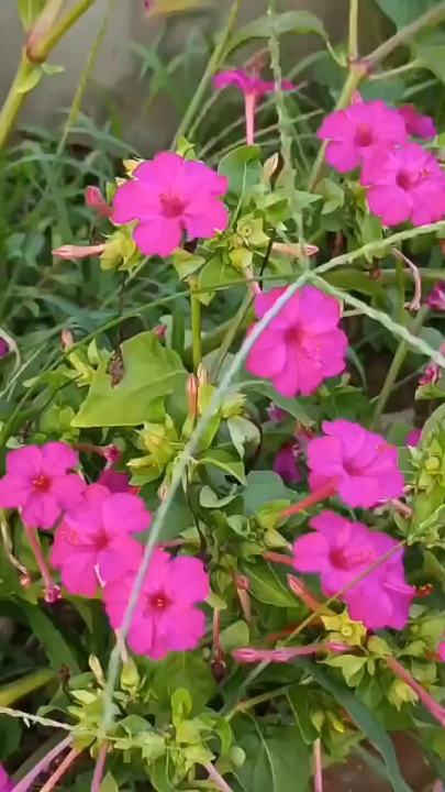 Mirabilis Jalapa Flower Seeds Night Fragrance Potted Lightning Flower ...