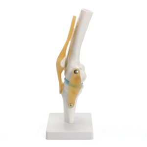 Anatomical Knee Joint Model Model Anatomi Sendi Lutut Manusia Flexible Skeleton Model Untuk Belajar Medis