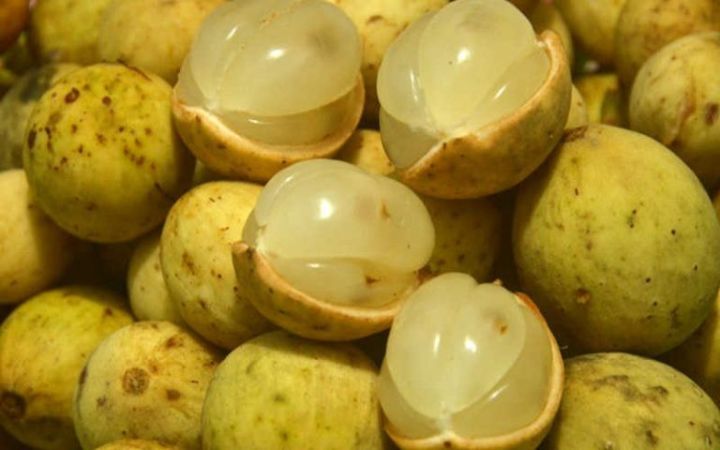 c%C3%A2y%20gi%E1%BB%91ng%20b%C3%B2n%20bon%20th%C3%A1i%20lan%20-%20Image%205