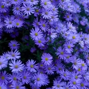 1000Seeds/Pack Flower ASTER Mixed Colors Repacked Seeds Gardening