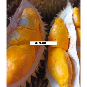 Bibit Durian Mantuala Hasil Okulasi