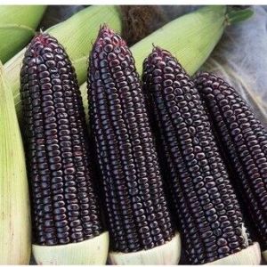 เมล็ดพันธุ์ข้าวโพด เมล็ดพันธุ์ข้าวโพด ข้าวโพดข้าวเหนียวดำ นิลสยาม สีดำ มีเก็บเงินปลายทาง พร้อมจัดส่ง คุณภาพดี จำนวน 300 เมล็ด
