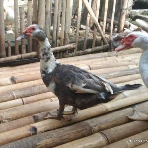 Entok Potong Fresh  Daging Entok  Bebek Entok Nila Potong Atau Hidup - Utuh 1 Ekor Termasuk Ati Ampela
