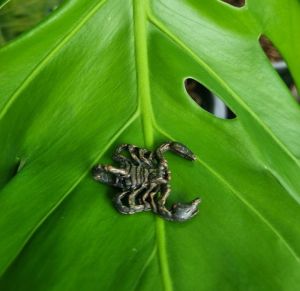 แมงป่อง รูปปั้นแมงป่อง ตุ๊กตาแมงป่อง ประดับบ้าน ประดับโต๊ะทำงาน พกพา ประจำราศีพิจิก โชคดี สีทองรมดำ วัสดุทองเหลือง ขนาดเล็ก ยาว 4 ซม Scorpio