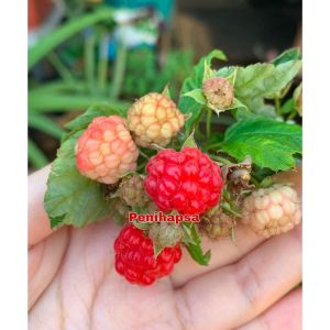 Bibit Raspberry Merah super