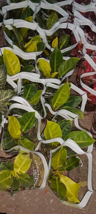 Philodendron%20Imperial%20Gold%20-%20Image%206