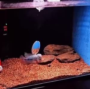 Aquarium Betta / Flower Horn Training Mirror Acrylic Floating Mirror For Fish Tank Betta / Flower horn Playing Toy