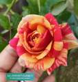 Rose Plant "Tricolor Fire Flash " ( Korean Rose ) With FREE plastic pot, garden soil  ( Real  and Lowest price ) Limited Stock Only AGs Infinity Shop. 