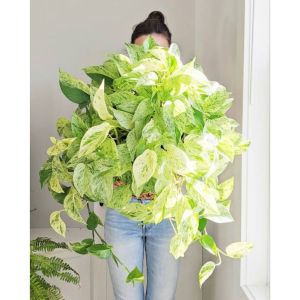Variegated Money Plant / 斑叶绿萝 / Pokok Sirigading Varigata / मनी प्लांट वरिगाटा (Singapore: Variegated Pothos Plant) – Wa