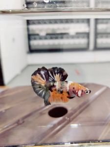 *RANDOM PICK* HighGrade Thailand Gold Copper Candy *Gold Flake* HMPK Betta fish/ ikan laga  *FULL BLOCK COLOUR* S / S+/ M Junior