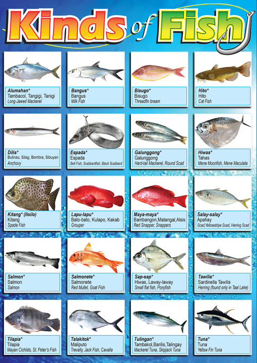 Kinds of Fish Educational Chart - A4 Size Poster - Waterproof print