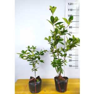 Cây giống Cherry Brazil [ CÂY TO] - Chuẩn Giống - Cây Nhiệt Đới - Cây Trồng Chậu - Cây Giống Vân Anh