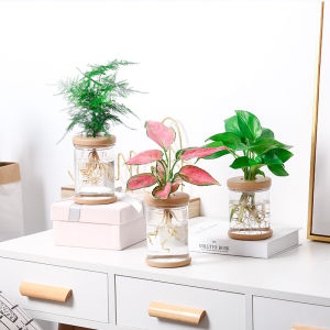 Hydroponic Plant Plastic Vase Self-Absorbing Water Pot Office Tabletop Feng Shui Transparent Bottle Ornaments