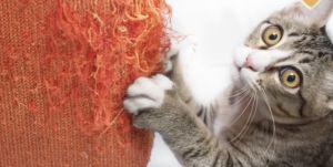 Pet Cat Scratch proof 2 pcs Anti-Scratch Board Pad Sofa Furniture Cover Protector Scratch Guard Shield