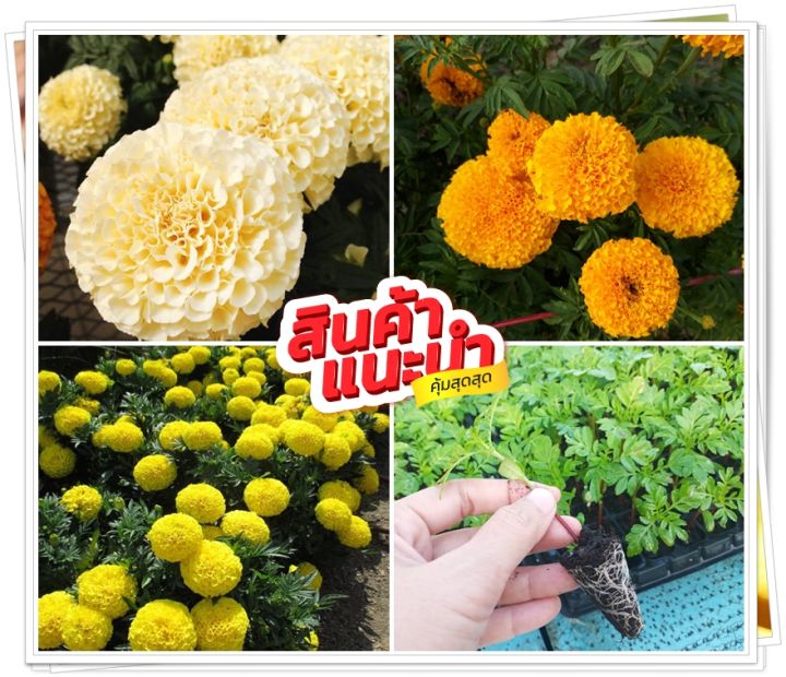 เมล็ดพันธุ์ดาวเรืองคละสี เหลือง ส้ม ขาววนิลา สำหรับปลูกประดับ