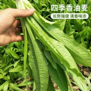 Biji Benih Salad Wangi (200seeds )/ 尖叶油麦籽 / Remain Lettuce Seeds