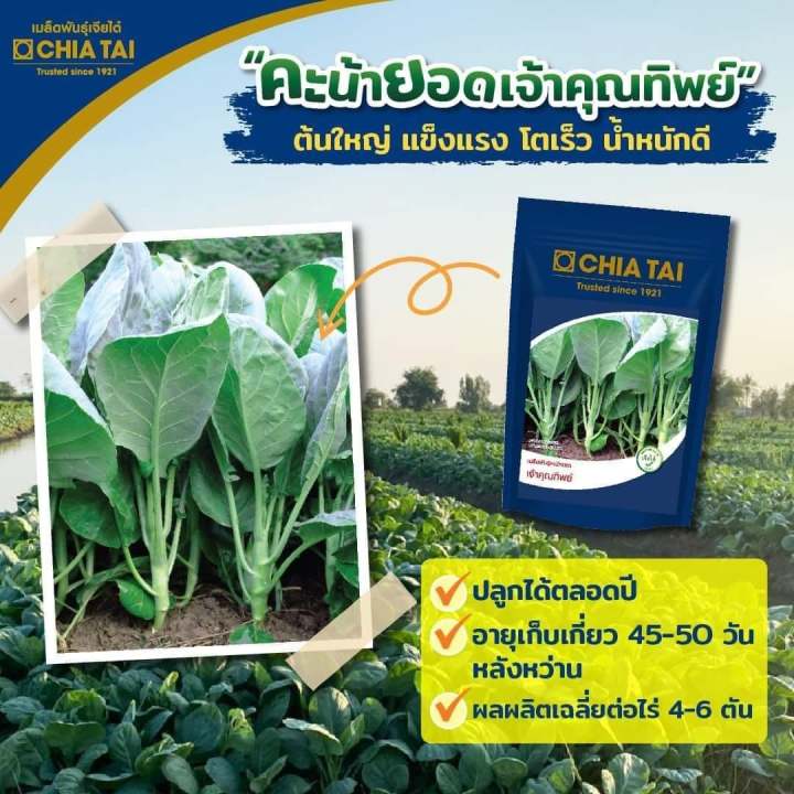 เมล็ดพันธุ์คะน้ายอดเจ้าคุณทิพย์ เจียไต๋ 1000 กรัม ขนาดใหญ่ คุ้มค่า