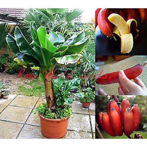 C%C3%A2y%20chu%E1%BB%91i%20c%E1%BA%A3nh%20si%C3%AAu%20l%C3%B9n%20mini,%20c%C3%A2y%20%C4%91%E1%BA%B9p,%20gi%E1%BB%91ng%20chu%E1%BA%A9n%20-%20Image%209