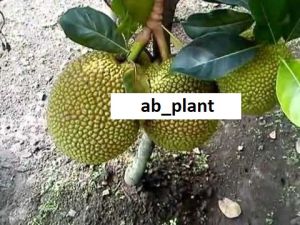Bibit Nangka Bulat Jumbo