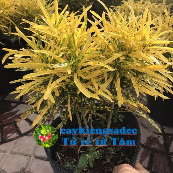 caykiengsadec%20-%20C%C3%A2y%20v%C3%A0ng%20b%E1%BA%A1c%20(c%C3%A2y%20l%C3%A1%20m%C3%A0u)+t%E1%BA%B7ng%20ph%C3%A2n%20b%C3%B3n%20cho%20c%C3%A2y%20mau%20l%E1%BB%9Bn%20-%20hoa%20ki%E1%BB%83ng%20l%C3%A1%20-%20trang%20tr%C3%AD%20n%E1%BB%99i%20th%E1%BA%A5t%20c%E1%BA%A3nh%20quan%20s%C3%A2n%20v%C6%B0%E1%BB%9Dn%20ngo%C3%A0i%20tr%E1%BB%9Di%20-%20Image%203