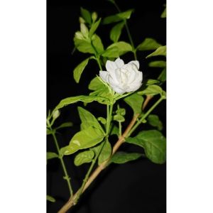 Arabian Jasmine / 茉莉花 / Melati Wangi Kampung / चमेली का फूल – Fragrant Blooms Easy to Grow Long Flowering Tropical Ha