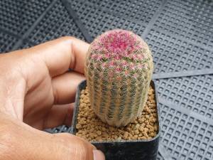 ต้นกระบองเพชร เรนโบแคคตัส Rainbow Cactus Echinocereus rigidissimus #ไม้เพาะเมล็ด #Rainbow #แคคตัส #cactus