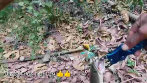 Umpan Casting Gabus Paling Jitu: Jaws Frog Mini Rft