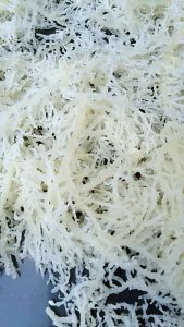 Rumput Laut Kering 1Kg Ready Di Kota Bandar Lampung