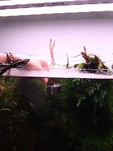 Sobo Aquarium Mist Maker SOBO Mist Maker M-12L Fog Maker