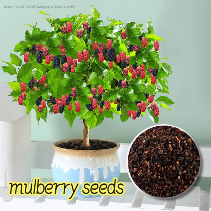 [Easy to grow in Malaysia] Fresh Mulberry Seeds Fruit Seeds for ...