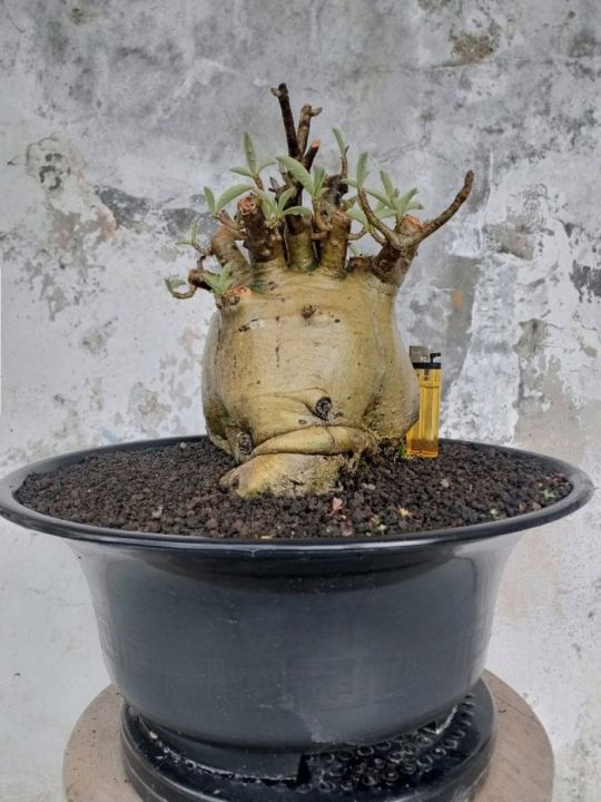 Adenium Arabicum Yaman Jumbo Karakter Tua Lazada Indonesia adenium-arabicum-yaman-jumbo-karakter-tua-lazada-indonesia