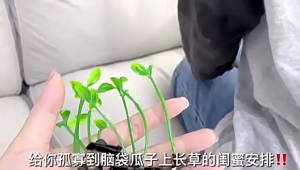 Bộ sưu tập của 10 kẹp tóc thanh lịch cây mô phỏng kẹp tóc đầy màu sắc lông barrettess sân khấu biểu diễn mũ