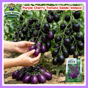 100% Legit High Germination 200pcs Purple Cherry Tomato Seeds for Planting Fruits Dwarf Cherry Tomato Seeds for Sale Organic Fruit Seeds Cherry Tomato Vegetable Seeds for Gardening Balcony Potted Sweet Cherry Tomato Seedlings Live Tomato Plants Seeds