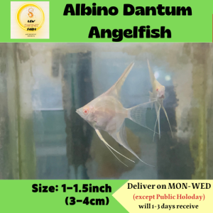 Albino Datum Angelfish /LiveFish/白子斯卡神仙鱼