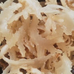 Rong Rau Câu Chân Vịt Khô 100 Gram Nấu Chè Nấu Rau Câu Làm Gỏi